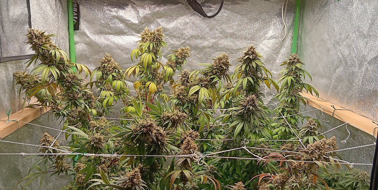 growing legal cannabis at home! #potoverpills #weed #sobriety