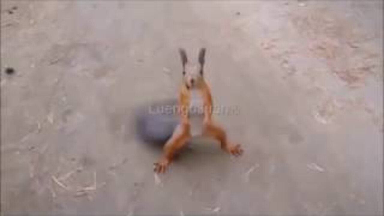 Funny short clip under 30 sec | Quite animal | Funny animal