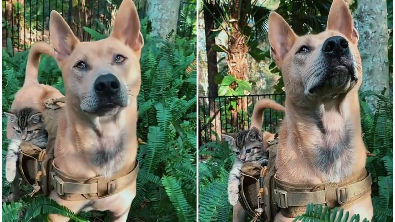 Agent dog and agent cat ready for adventure