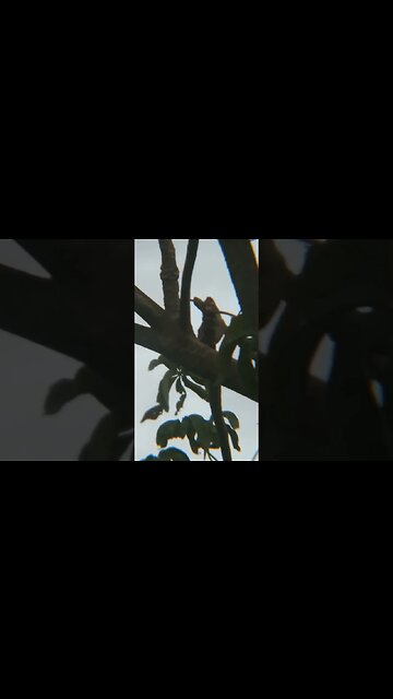 Birds in Philippines