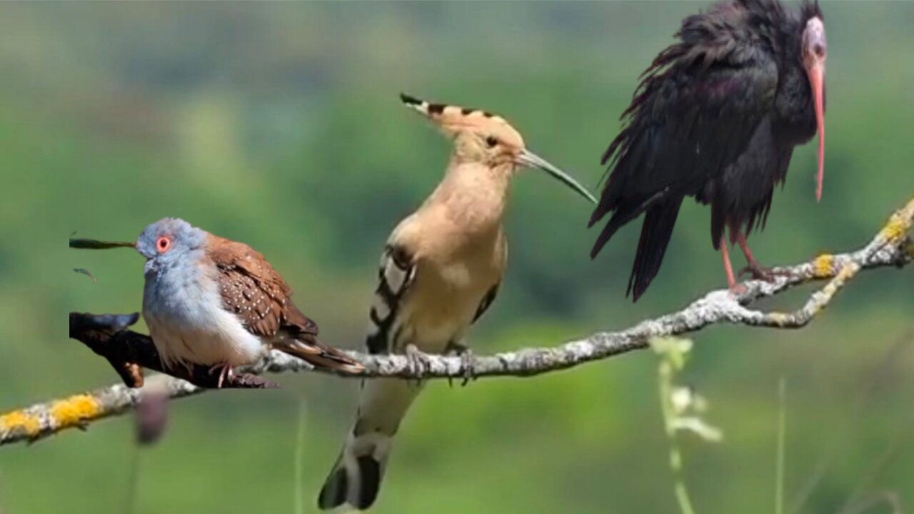 The Extraordinary birds of world-Let there be Flying.