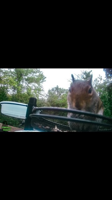 The Day The Squirrel 🐿️ #shorts