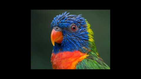 The Most Amazingly Beautiful Birds You've Never Seen