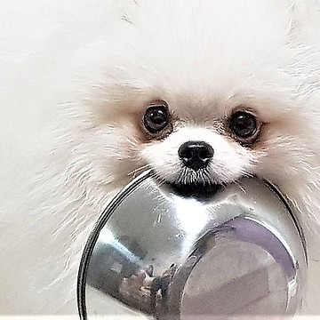 Pomeranian brings food bowl to owner when hungry