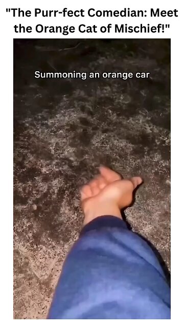 Meet the orange cat who turns chaos into comedy! 🐾✨ From sneaky pranks to hilarious antics..