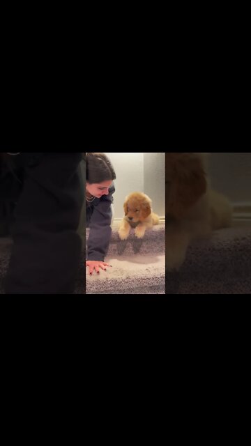 Golden retriever, puppy, learning how to go downstairs