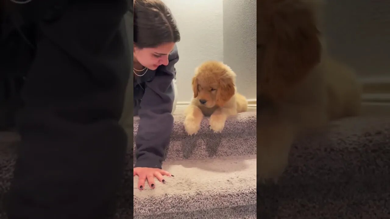 Golden retriever, puppy, learning how to go downstairs