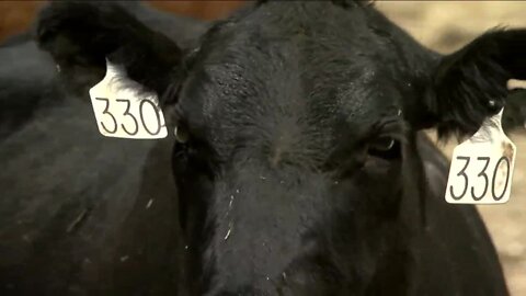 Coronavirus impacting Colorado ranchers in Conejos County