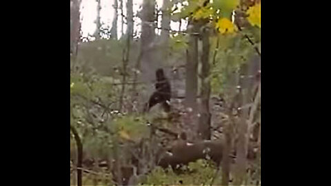 Sasquatch Walking Along a Lake in British Columbia