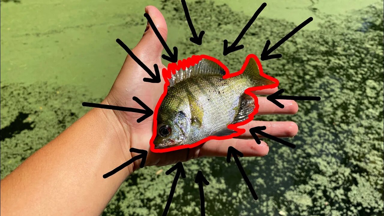 Slaying panfish! | Super easy fishing for beginners!