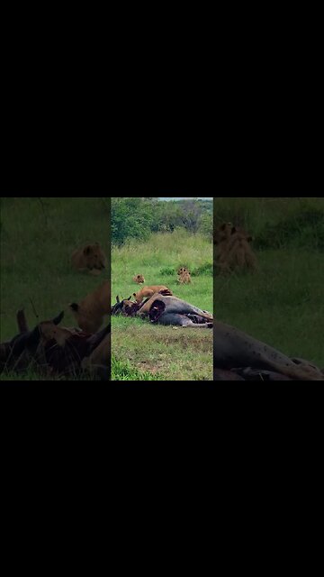 Playing At Mealtime #shorts | #ShortsAfrica