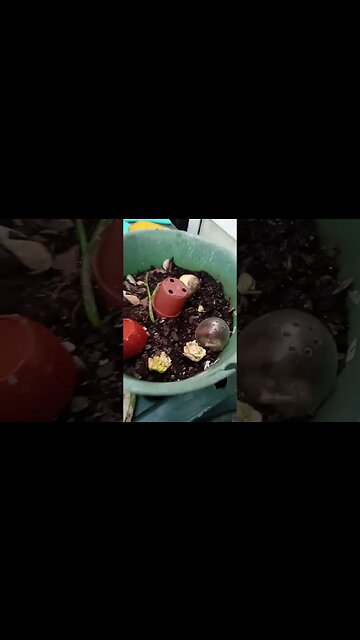 February garden update