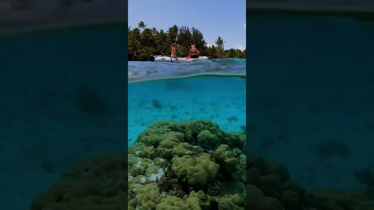 Have you ever seen water so clear? #ocean #snorkeling #frenchpolynesia #sailing #paradise #travel