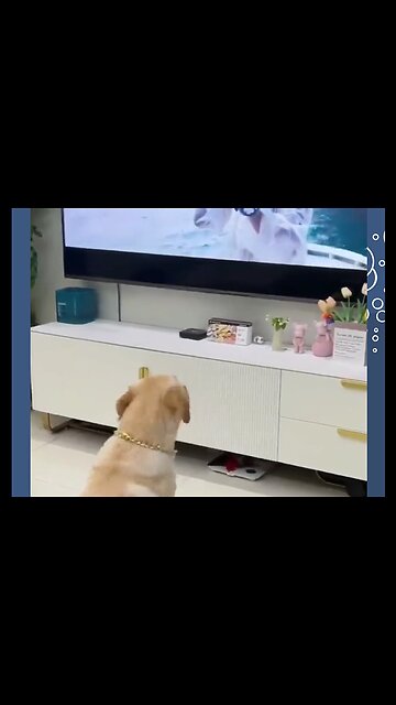 Funny dog reaction 😂 | Funny animals | part 8