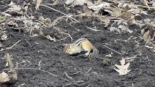 Chipmunk still digging