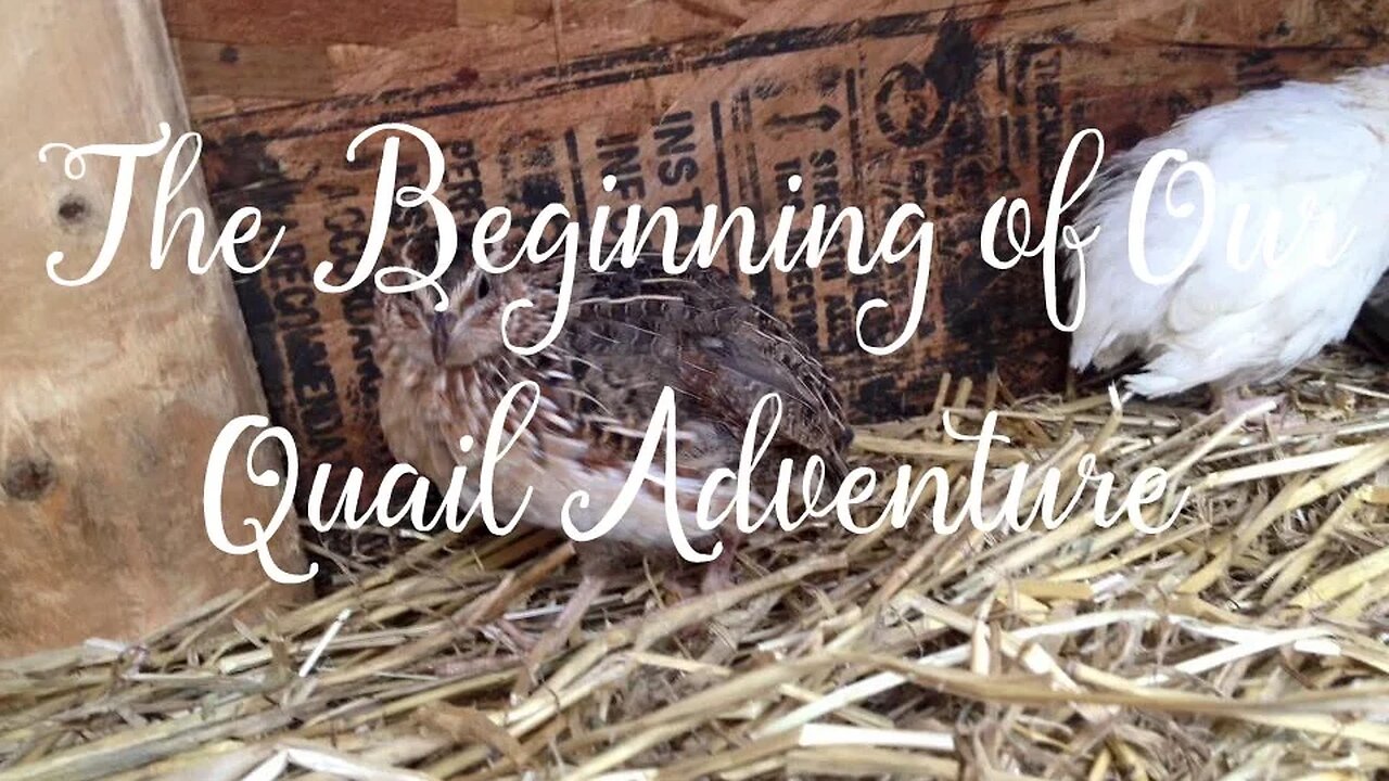 The Beginning of Our Quail Adventure