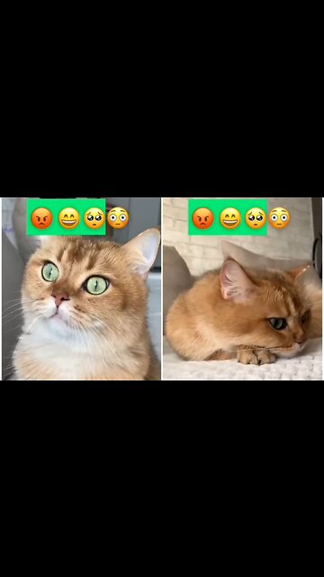 Cute Cat Cry due to Pain Cat Sound