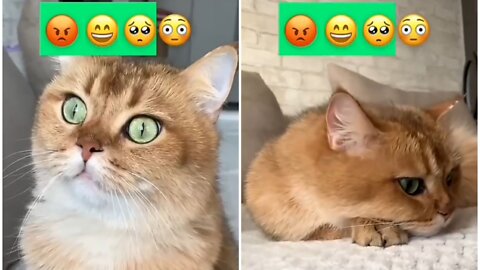 Cute Cat Cry due to Pain Cat Sound