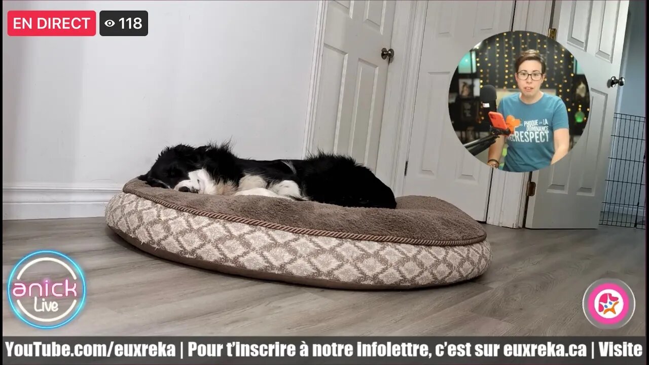 ✅ Quoi faire quand mon chien saute 🦘