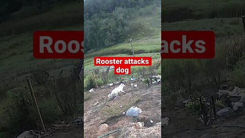 Rooster attacks dog