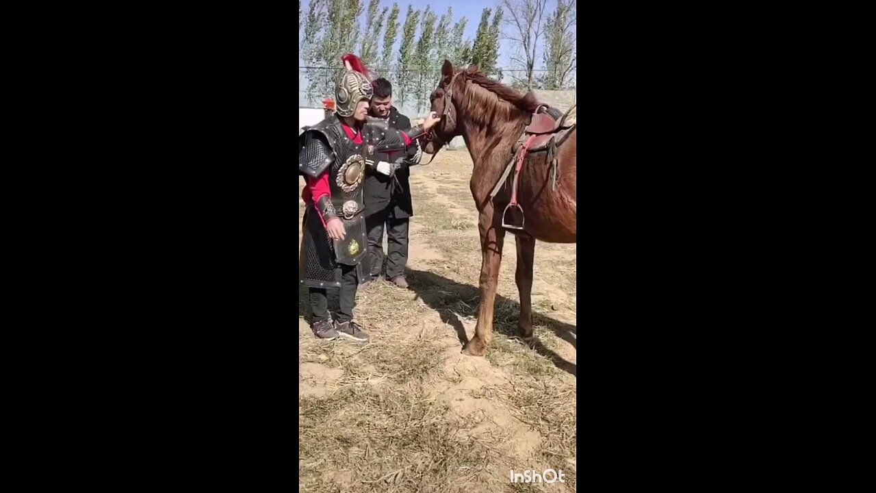 funny horse videos