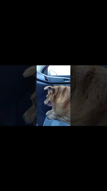 2 more pounds!! We gotta buckle down on her food!! 😎