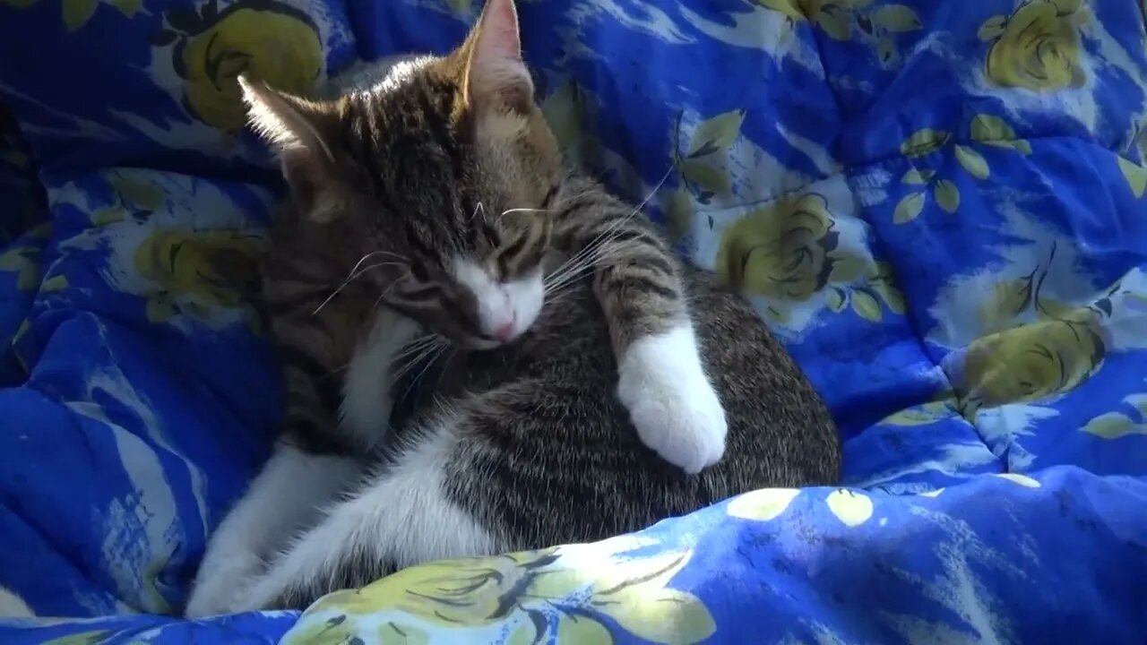 Kitten Grooms Himself on a Trip