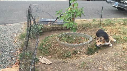 "Hilarious Corgi Dog Runs in Circles"