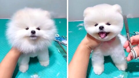 Cute Funny Dog | We Are Cutting His Hair