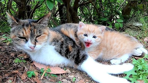 The calico cat raising her, brought me a kitten