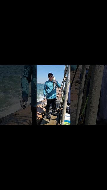 Jetty has some bluefish today.