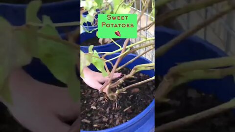 Troy DISCOVERS SWEET POTATOES 🍠🍠 & Jenny’s SUPER EXCITED!!!🥳 #shorts #viral #tiktok #short