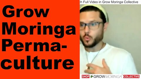 Grow Moringa as Permaculture Pioneer Plant to Increase Nitrogen in Soil Learn The Art of Companions