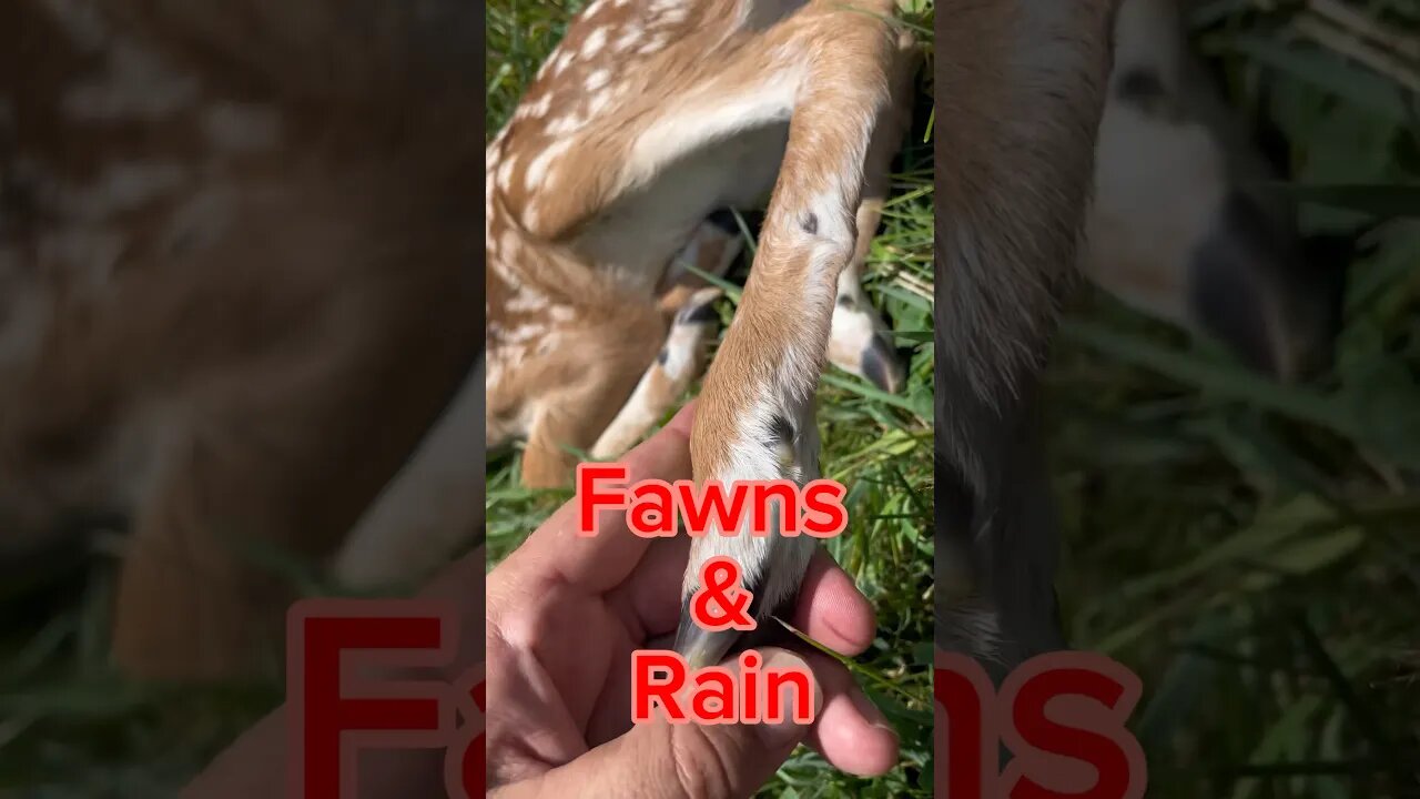 Fawns still coming. #fawn #whitetaildeer #deerfarming #deer #deerfarm #fawndeer #animal #deerfarm