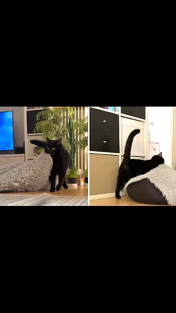Cat Hilariously Rearranges The Furniture In The House