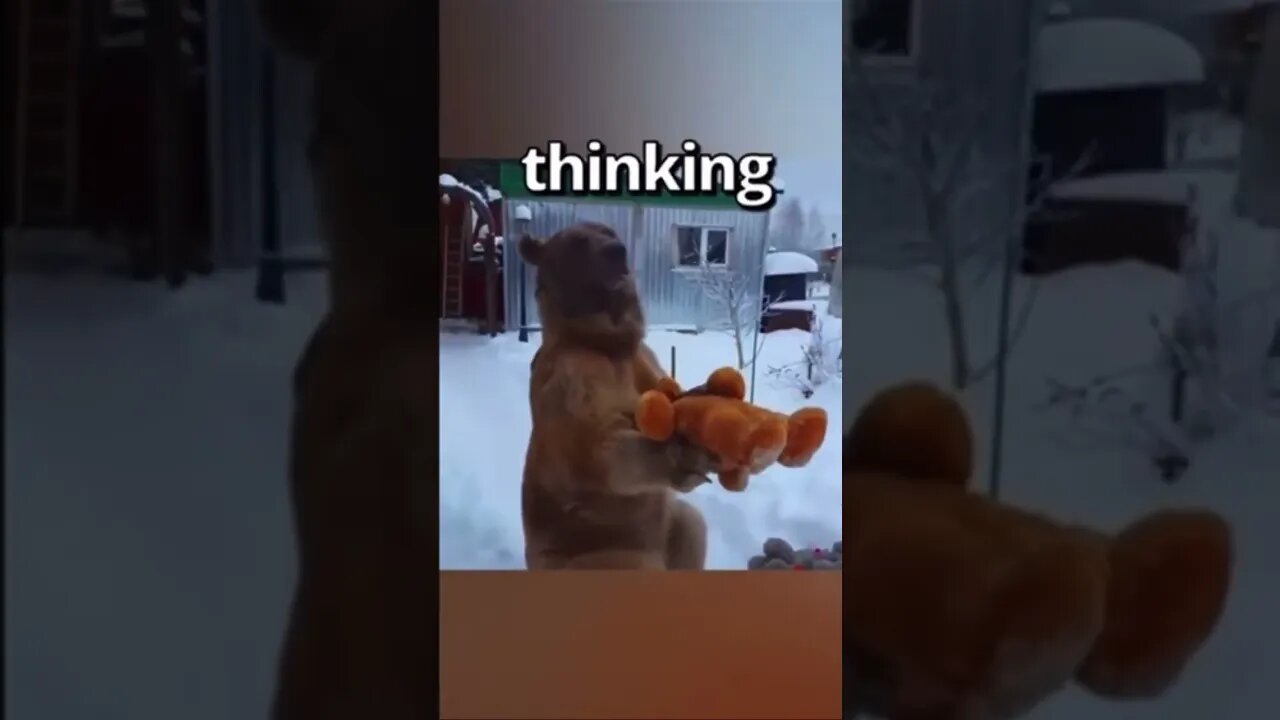 A bear was given teddy bears… #funny #cute