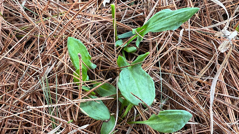 Foraging Sheep Sorrel