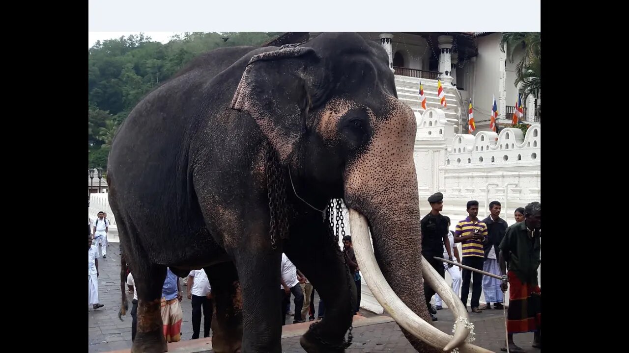 Elephants At running kandy town.wildlife big elephant zoo viral raja animal video discovery USA