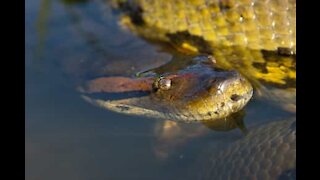 Un anaconda géant mord un pompier