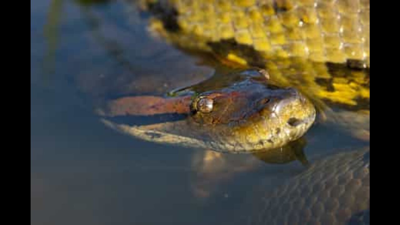 Un anaconda géant mord un pompier