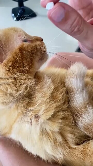 Veja como um gato toma comprimido