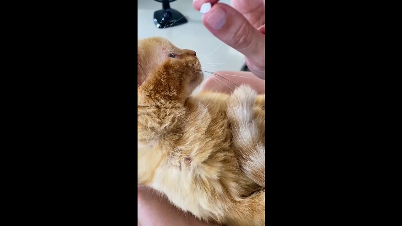 Veja como um gato toma comprimido