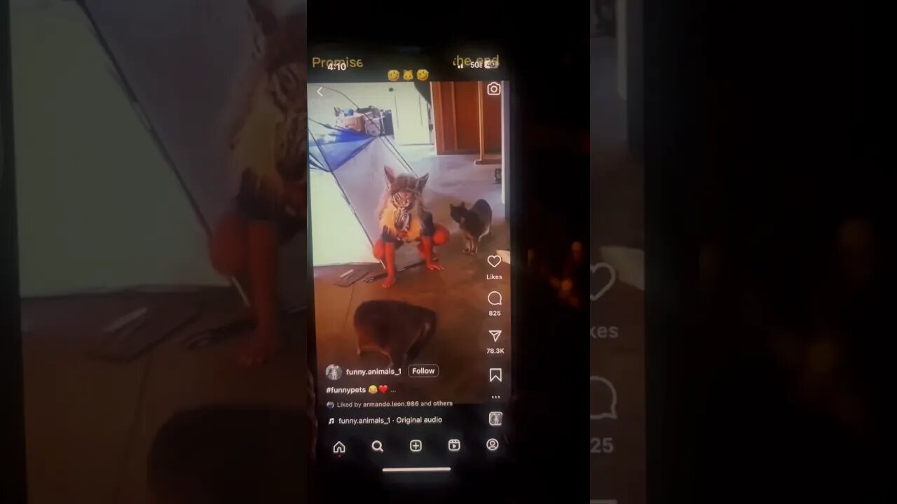 When cats attack 2023