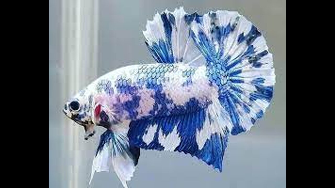 Bettas White Candy