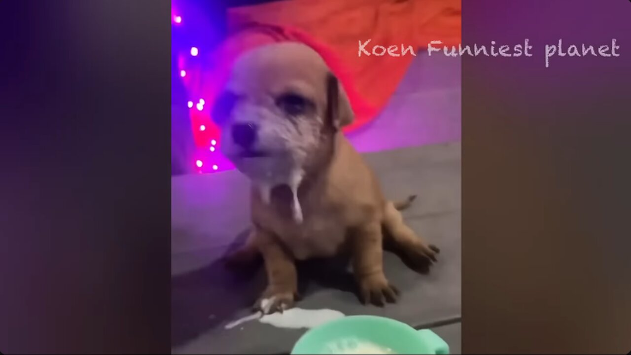 🐶 Hilarious Pet Antics: A Collection of Funny Dog and Cat Videos 🐱