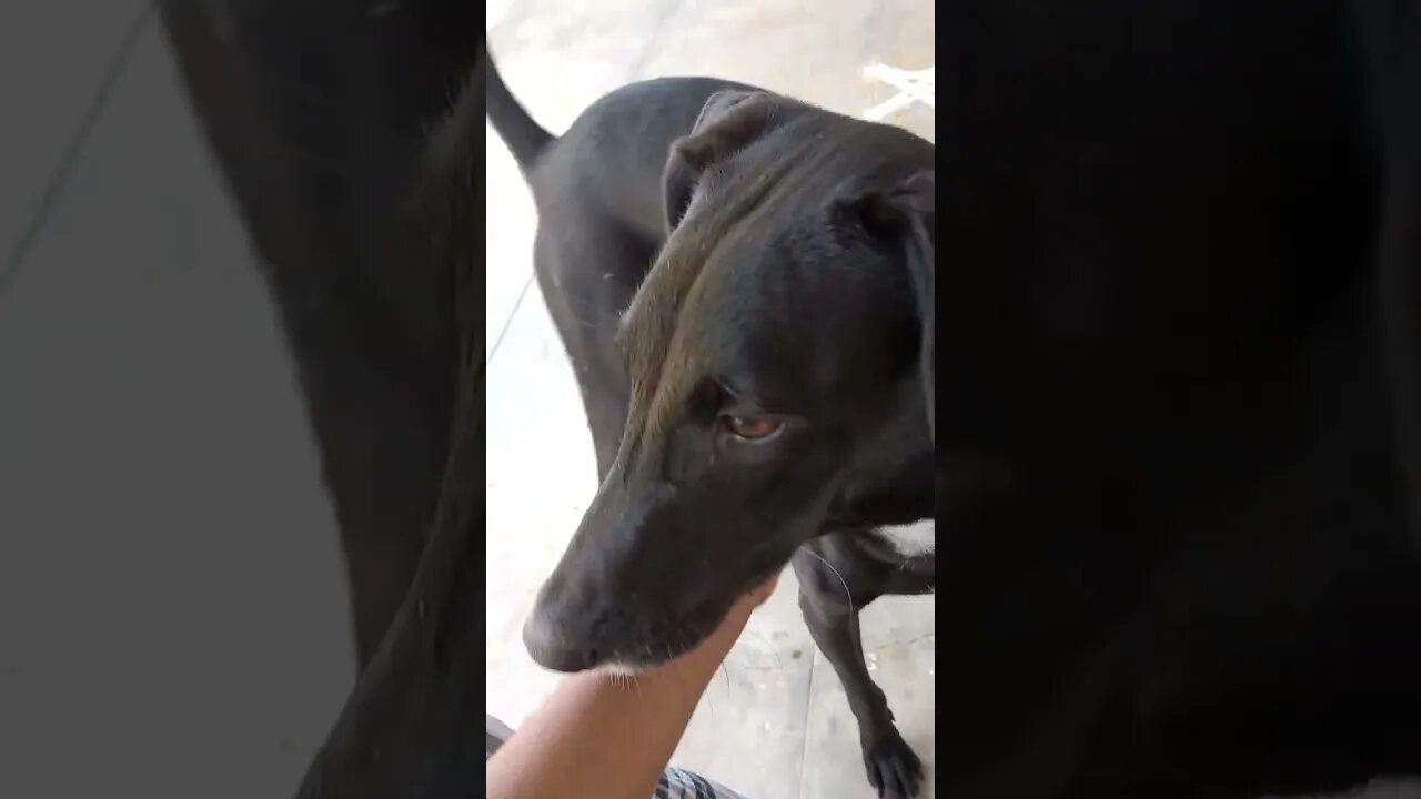 He loves scratches 🐶😍