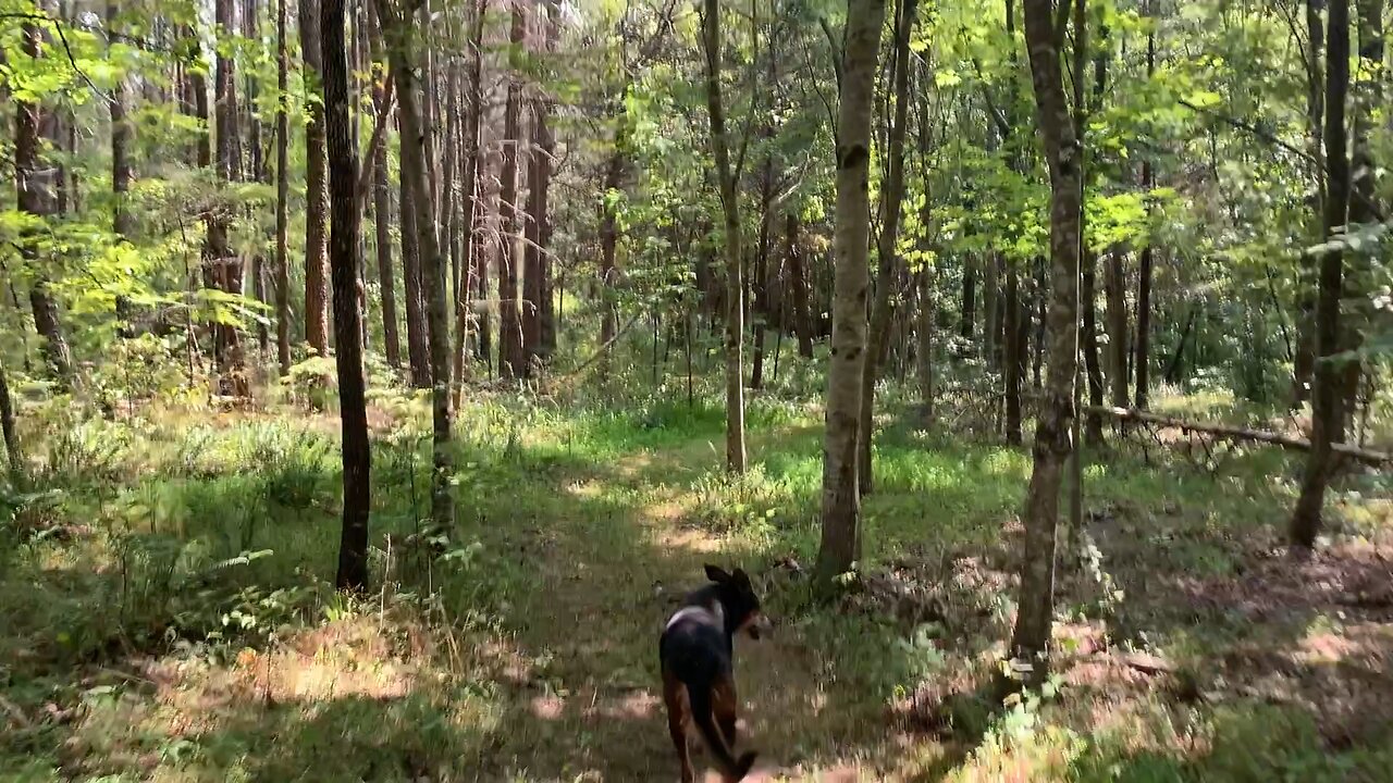 In Nature (A Walk with My Dog)