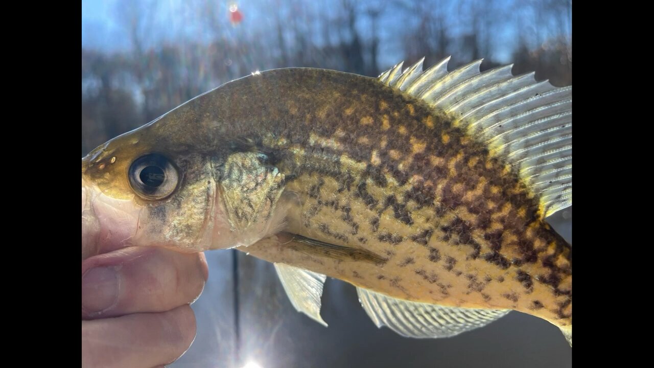 Heading To The Crappie Pond