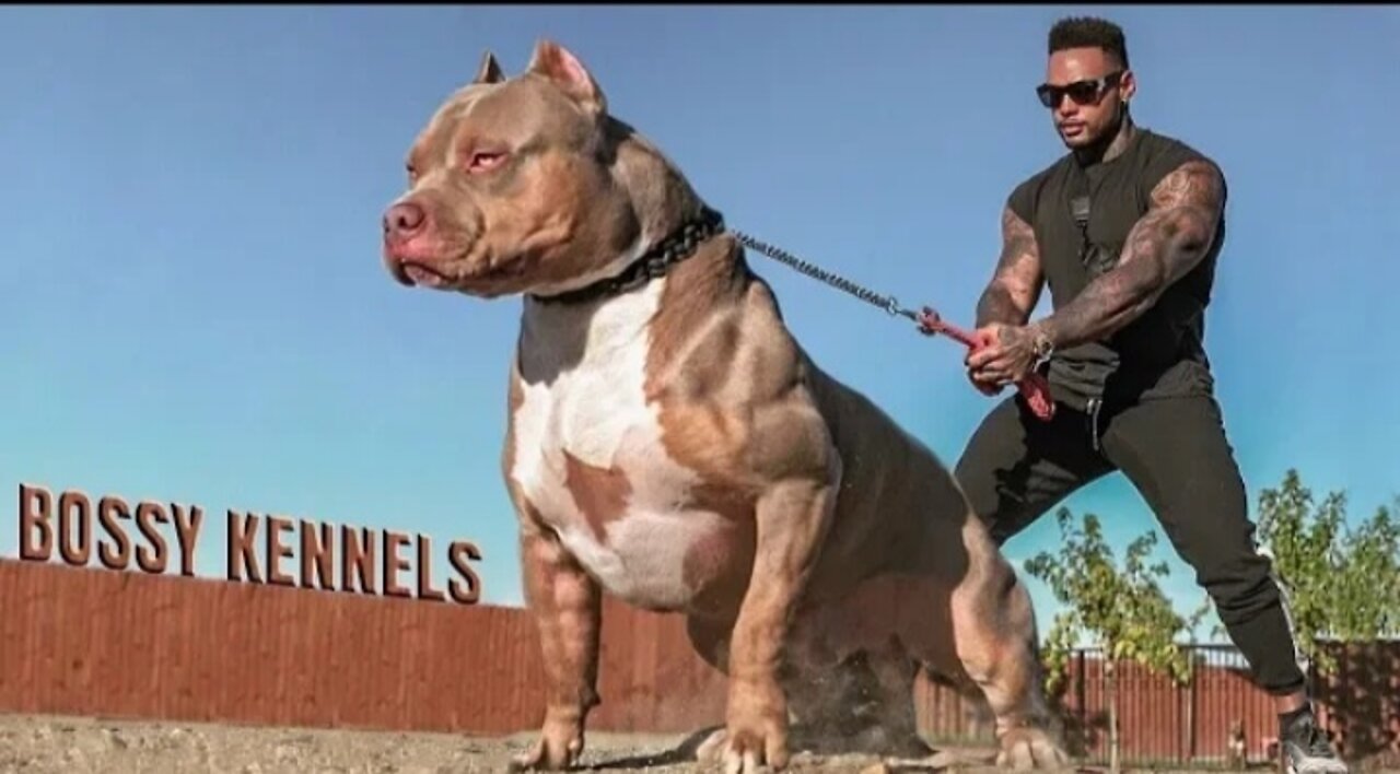 Best of American Bully Pitbulls - Extreme Dogs