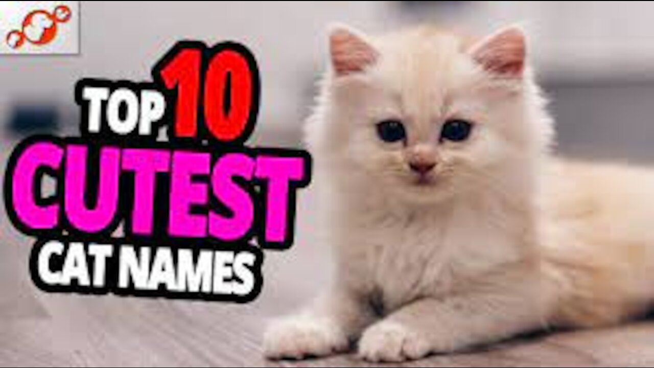 Cutest Cat Names - TOP 10 Cutest Cat Names For Male & Female!